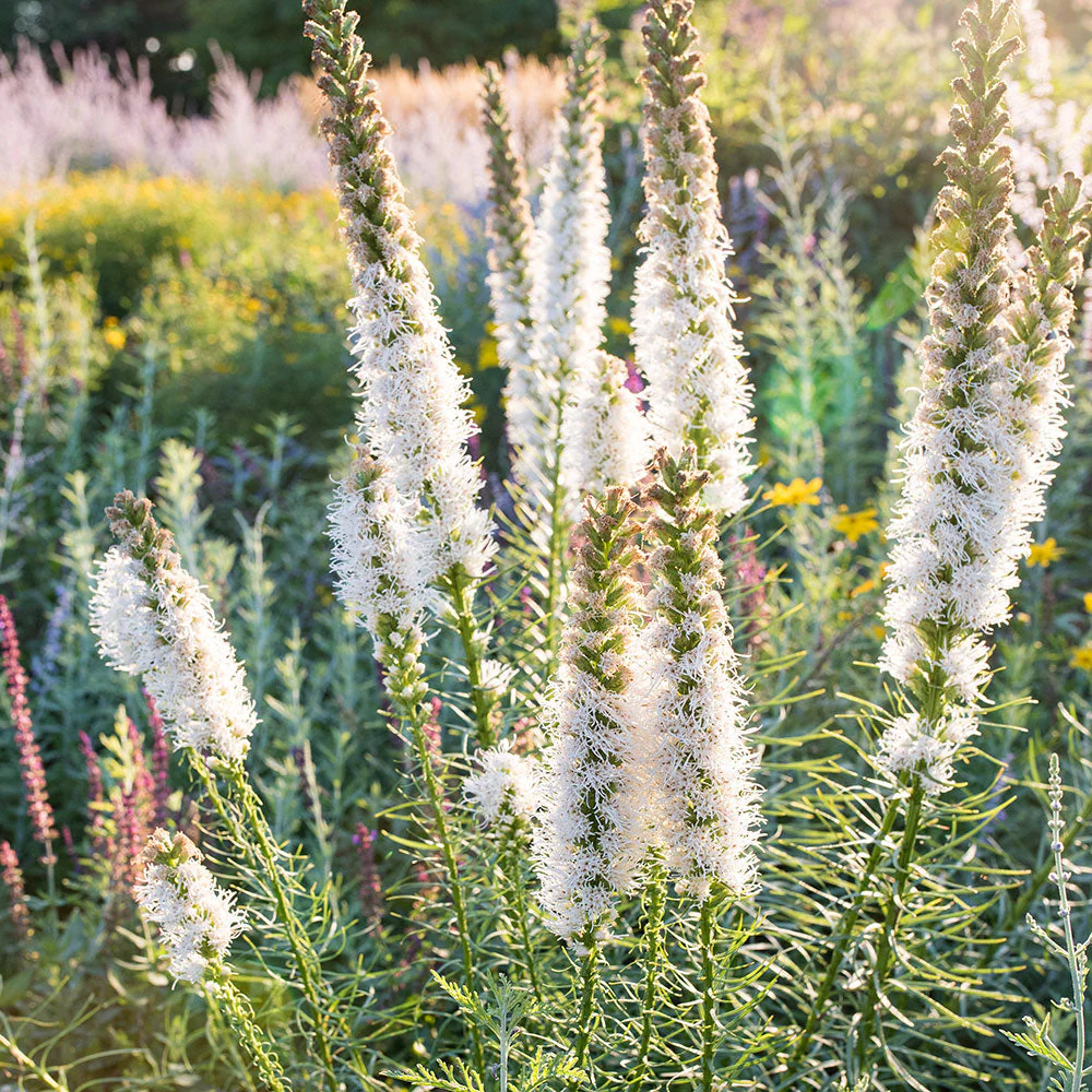 Liatris spicata Floristan weiss with white flower spikes